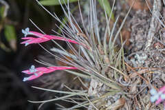 Tillandsia tenuifolia