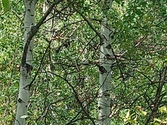 Poecile atricapillus