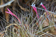 Tillandsia tenuifolia