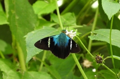 Astraptes fulgerator azul