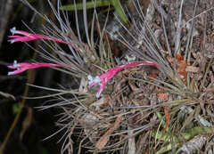 Tillandsia tenuifolia