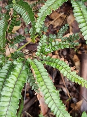 Adiantum hispidulum