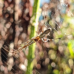 Tetragnatha laboriosa