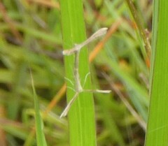 Stenoptilia