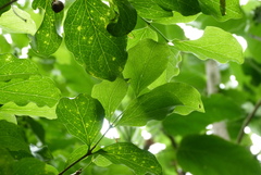 Cyclophyllum barbatum