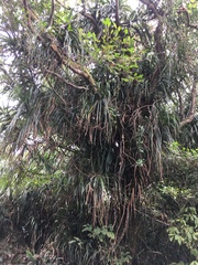 Freycinetia formosana