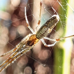 Tetragnatha laboriosa