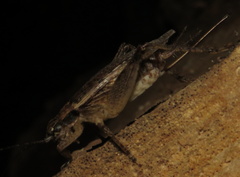 Hapithus saltator