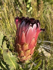 Protea neriifolia