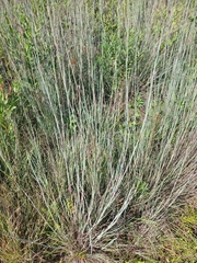 Schizachyrium scoparium