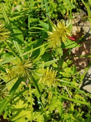 Cyperus strigosus
