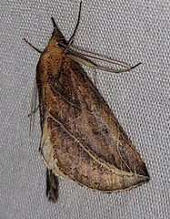 Phyprosopus callitrichoides