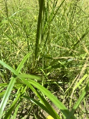 Cyperus erythrorhizos