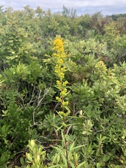 Solidago puberula