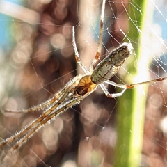 Tetragnatha laboriosa