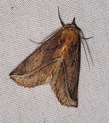 Phyprosopus callitrichoides