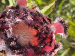 Protea neriifolia