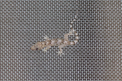 Hemidactylus mabouia