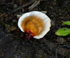 Ganoderma sessile