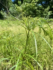 Cyperus erythrorhizos