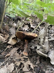Cyanoboletus pulverulentus