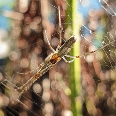 Tetragnatha laboriosa