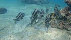 Archosargus probatocephalus