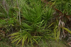 Serenoa repens