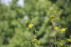 Silphium