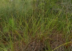 Cladium mariscus