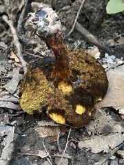 Cyanoboletus pulverulentus