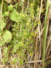 Galium californicum