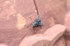 Calliphora