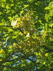 Populus grandidentata