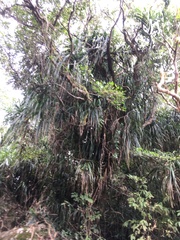 Freycinetia formosana