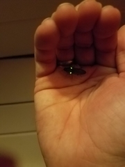 Deilelater physoderus