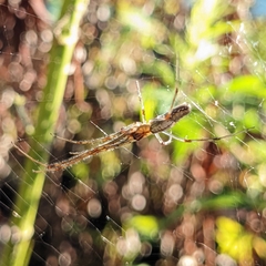 Tetragnatha laboriosa