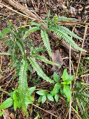 Adiantum hispidulum