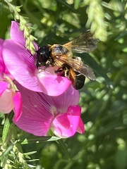 Megachile sculpturalis