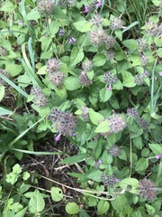 Clinopodium vulgare