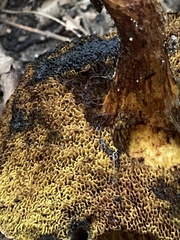 Cyanoboletus pulverulentus
