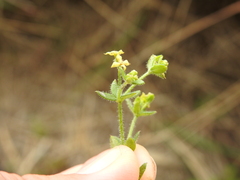 Galium californicum