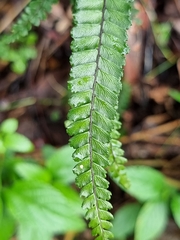 Adiantum hispidulum