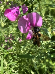 Megachile sculpturalis