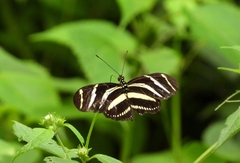 Heliconius charithonia vazquezae