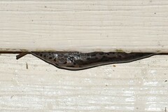 Limax maximus