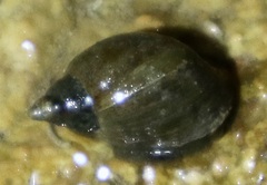 Lymnaea stagnalis