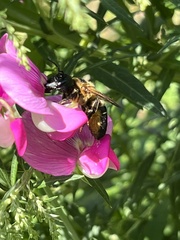Megachile sculpturalis
