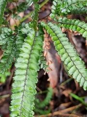 Adiantum hispidulum