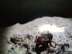 Elytrocoptus lemniscatus